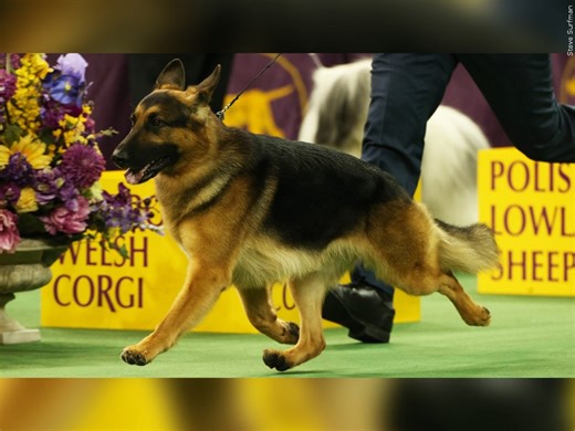 The German Shepherd ranks top breed of choice in several states