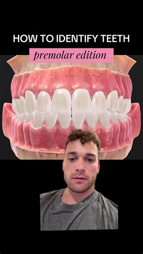 How to Identify Premolars: Simple Dental Tooth ID Guide