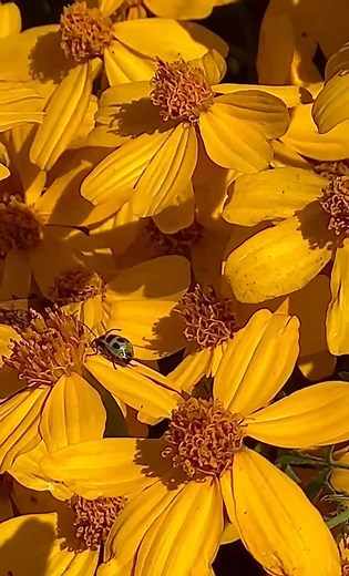 Spotted cucumber beetle, and a hover fly enjoying these fall flowers (name the flowers, please) | Jamie Valladao