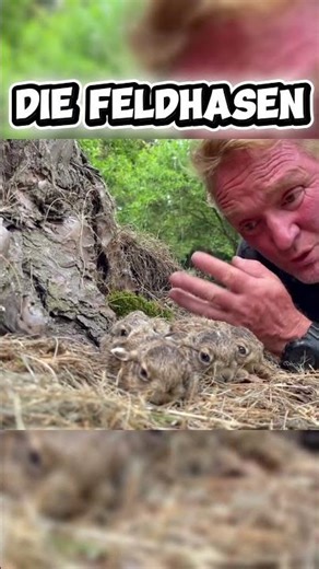 Interesting facts about the European hare