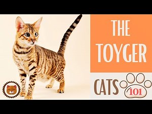 🐱 Cats 101 🐱 TOYGER CAT - Top Cat Facts about the TOYGER