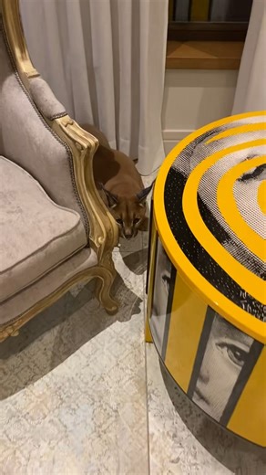 Angry Pumba😈 #pumbacaracal #animal #wild #forest #animallover #love #reels #reelsvideo #trend #viral #fyp #trendingnow #trendingreels #pet #petlover #reels2023 #foryou #best #bestvideos | PumbaCaracal