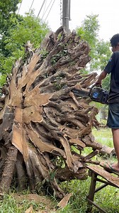 Thousands of years old teak root wood finally sold for peacock carving #inspiras #woodworking #desaign | Bumi Karya Jati