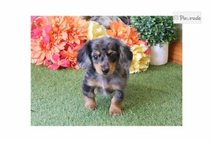 Tweenie Dachshund for Sale | Puppies | Pawrade.com