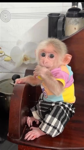 Baby Monkey David's Temper Tantrum - Part 133