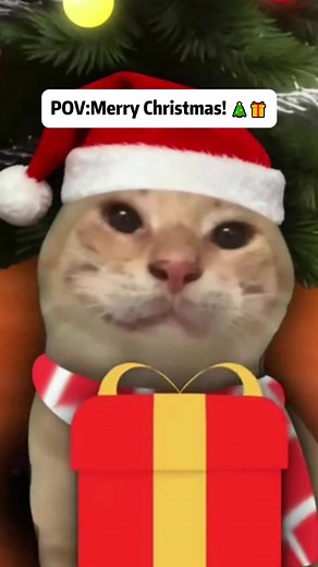 Merry Christmas! 🎄🎁#catmeme #funnycat #foryou