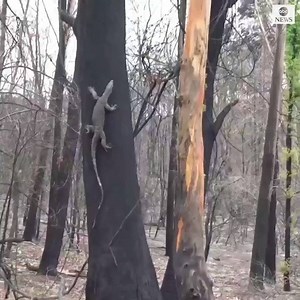 Conservationists in Australia are using drones to restore wildlife habitats devastated by this year's deadly brushfires. https://abcn.ws/37qqJQR | ABC World News Tonight with David Muir