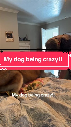 My baby! He was such a talker and pure sweet love #dogsofttiktok #dogs #huskey #lovemydog