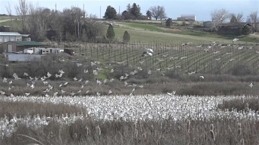 A stunning experience, snow geese migration is happening in Idaho