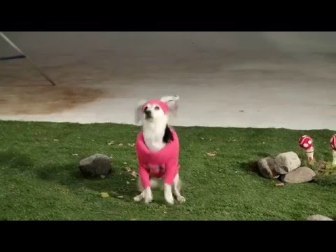 Gravity Paws - Favorite Characters