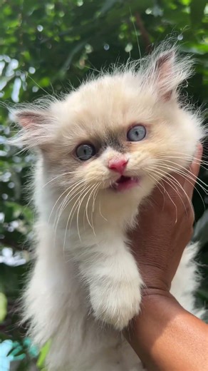 Cute baby cat is meowing looking for his mom #cat #cats #catlovers #kitten #fyp #fypchallenge