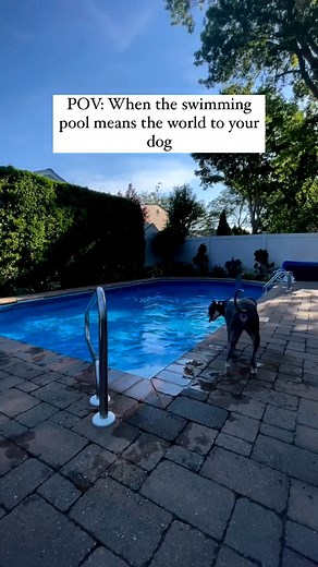 Home is also spelled “P-O-O-L” at least in Zeus’ book _ Speaking of books, I was really thinking of writing one. A childrens book about “The Goodest Shark Boy” who loves to swim. It’s always been a dream of mine that I’ve thought about for years. I need to sit down and brainstorm some ideas, even though I think I have some pretty good ideas already. _ Would you buy our book if we ever got around to doing something like this? ☺️ _ #wetdogwednesday #swimmingdogs #home _ Follow: @handsome.zeus⚡️for