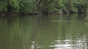 7.5M views · 72K reactions | Despite the croc warning signs to take...