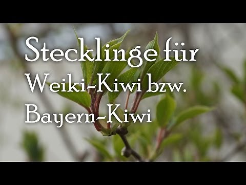 Weiki bzw. Bayern Kiwi als Steckling vermehren.