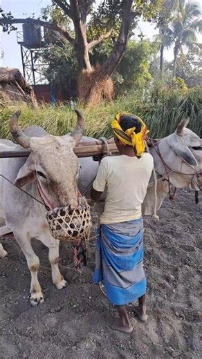 farming for ox in my village