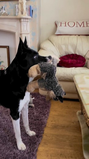 Barney watching McKennas Gold | Stephen Kelleher