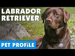 Labrador Retriever Pet Profile | Bondi Vet
