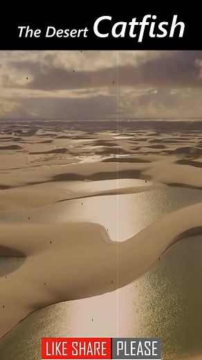 The Desert Catfish | Jungle Girl