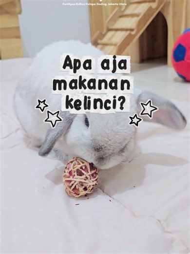 Makanan kelinci bukan wortel dan kamgkung ya 🐰🙏 #bunnysuite #penitipankelinci #bunnyhotel #kelinci #bunny