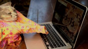 This slow motion video shows a side view of a cute cat in a colorful dress typing frantically on a laptop computer with bitcoin on the computer background.