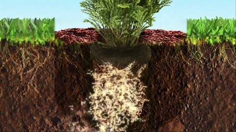 Espoma Organic Bio-Tone Starter Plus 4-3-3 Natural & Organic Starter Plant Food with Both Endo & Ecto Mycorrhizae; 4 lb. Bag; The Ultimate Starter Fertilizer - Pack of 1