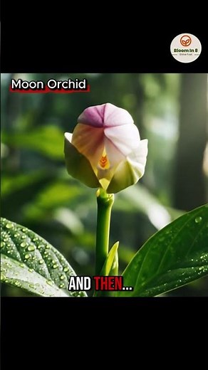 An 8-second timelapse shows a moon orchid seed sprouting from moist tropical soil. #shorts #orchid