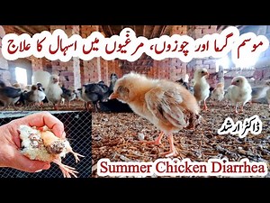 17K views · 663 reactions | Reasons For Summer Chicken Diarrhea | Diarrhea Signs, Symptoms, Prevention and Treatment in Poultry https://youtu.be/FiaJVyNM7Kg | Dr. Arshad Veterinary Clinic | Facebook