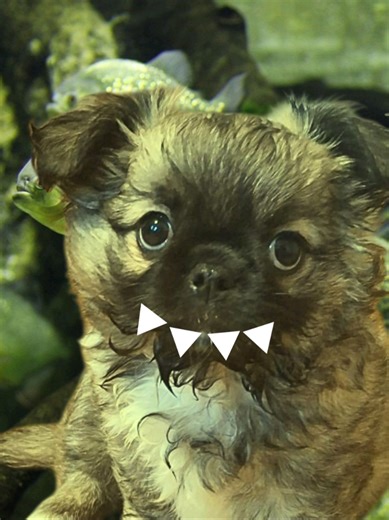 #dog #forupage #dogtok #chihuahua #puppies chihuahua puppy, cute, finding Nemo sound, funny