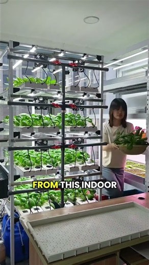 No Soil Needed How NFT Hydroponics Grows Fresh Vegetables Indoors #hydroponics