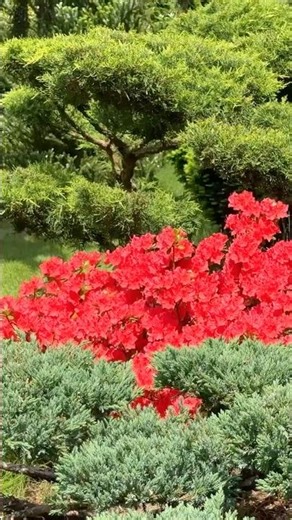 Crimson Jewels ❤️ Japanese Azalea 'Geisha Red' ✨ Garden Portraits 🌿 #azalea #GeishaRed