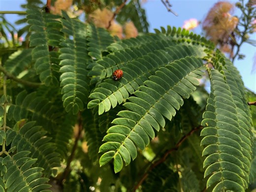 Watch the extraction process of the most profound psychedelic