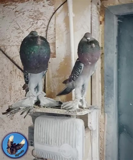 Saxon Pouter Pigeons: Unique Breeds Explained