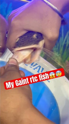 My Redtail catfish 😱😰 #rtc #fish #shortsviral #viralvideo #ytshorts #shorts