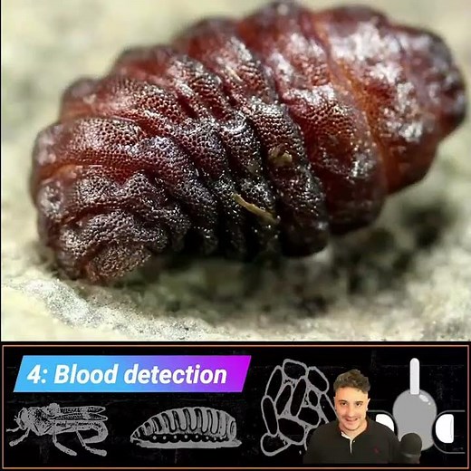 5 Botfly Facts | This animal is GROSS!