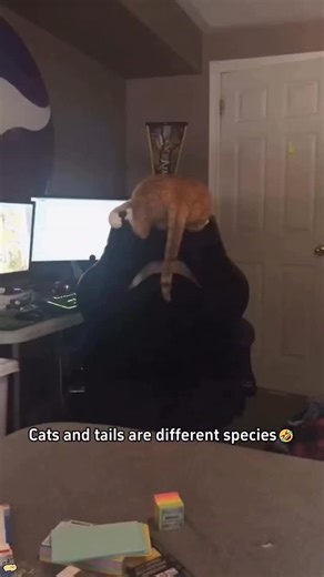 😻🐈 | 🤣😻 #catlover #cat #cattail #meow #cutecats | Instagram