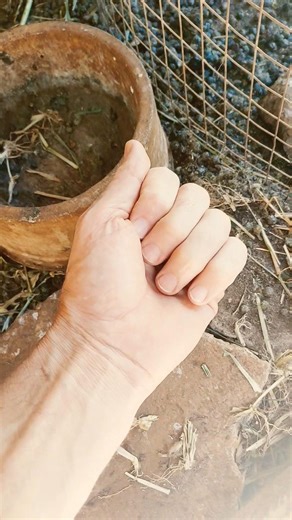 Os pré insetos de animais coloridos #insects #shortvideo #animals