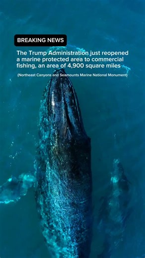 Oceans | The Northeast Canyons and Seamounts Marine National Monument is one of the most biologically rich areas in the Atlantic. Beneath the... | Instagram