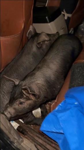 Pig Truck Overload! Farmer Crams Pickup FULL of Squealing Pigs 😱🐷👀