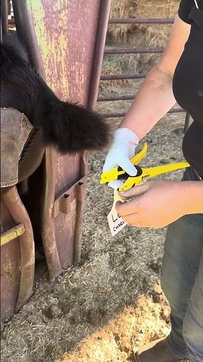 How to safely ear tag a cow for a first timer. #cattletips #cows