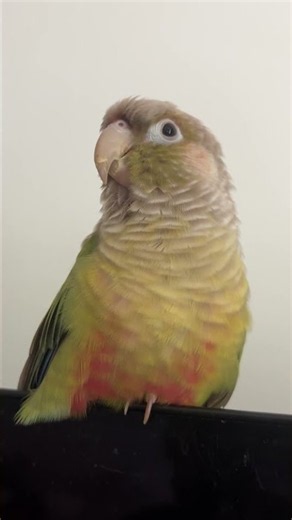 Conure says “COME ON!” #conure #talkingparrot #parrot #greencheekconure #parakeet