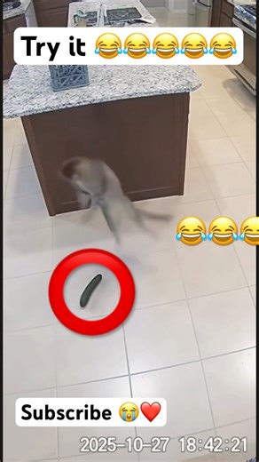 Cat Scared of a Cucumber 😂🐱 | try it 🙆🏻‍♂️ #funny #cat #shorts #animals #cute #viral #pets