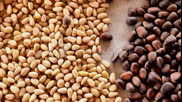 Pine nuts in shells and peeled kernels are poured into a ceramic cup.Useful healthy snack. footage