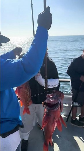 Double Hookup on Rockfish! Dropper Loop Action 🔥