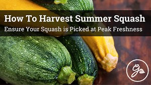 When And How To Harvest Zucchini And Summer Squash