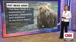 It's the beginning of fat bear week in the U.S.