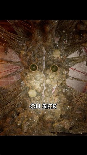 Deep Ocean Mysteries