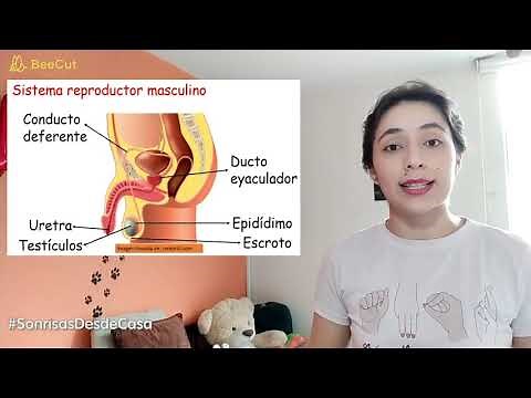 Un viaje por nuestro cuerpo – Capítulo #11: Aparato reproductor masculino