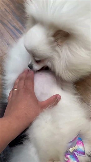 Cachorrinha obediente mostra o barrigão de gravidez! 🥰🐶