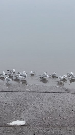 3.2K views | If Ypu don’t want to Do Anything# Find some innocent creature | Animal World | Facebook