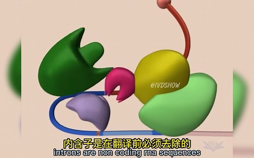 mRNA剪接是什么？内含子，外显子和剪接体是如何合作完成核糖核酸RNA剪接的！
